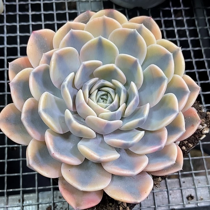 汉堡锦多肉植物的