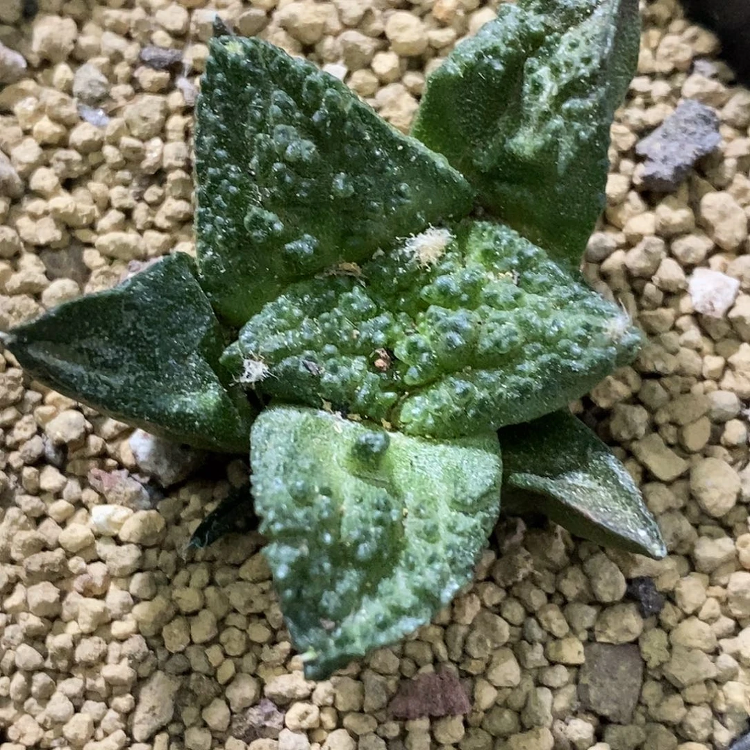 孤品实生特选株大颗粒大尤哥斯拉牡丹