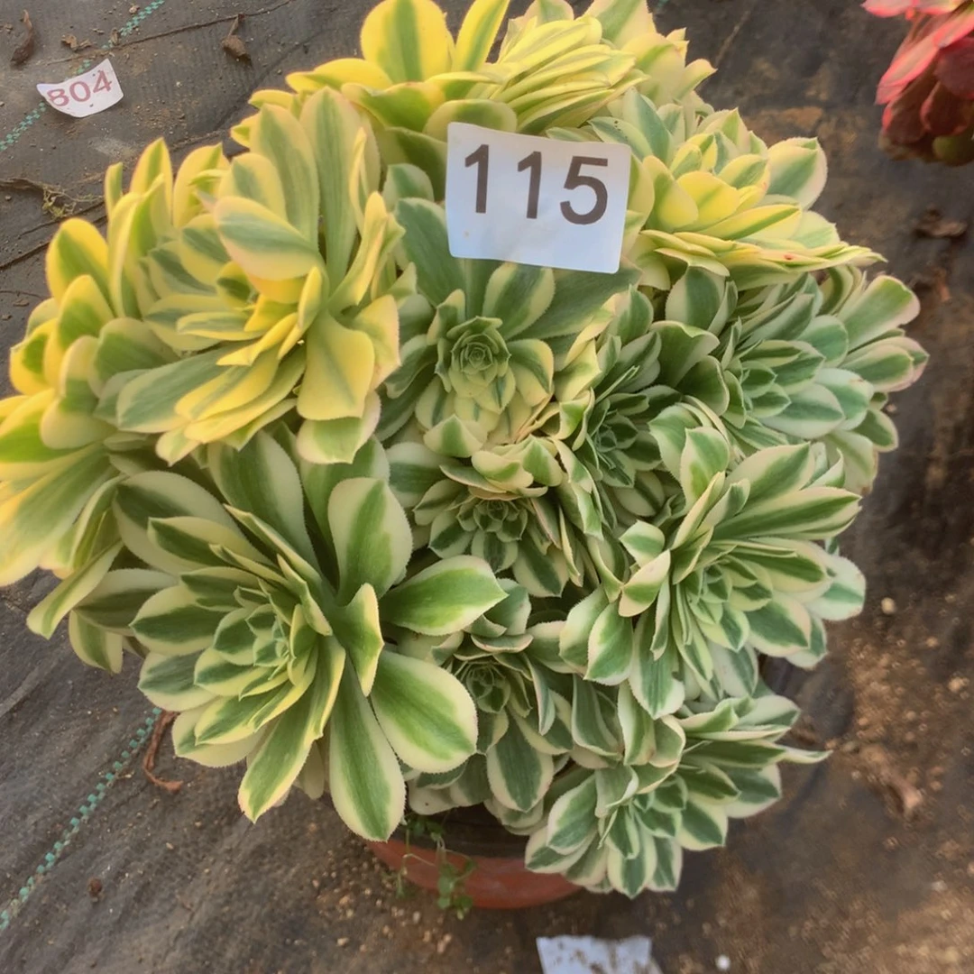 1115迈巴多肉植物