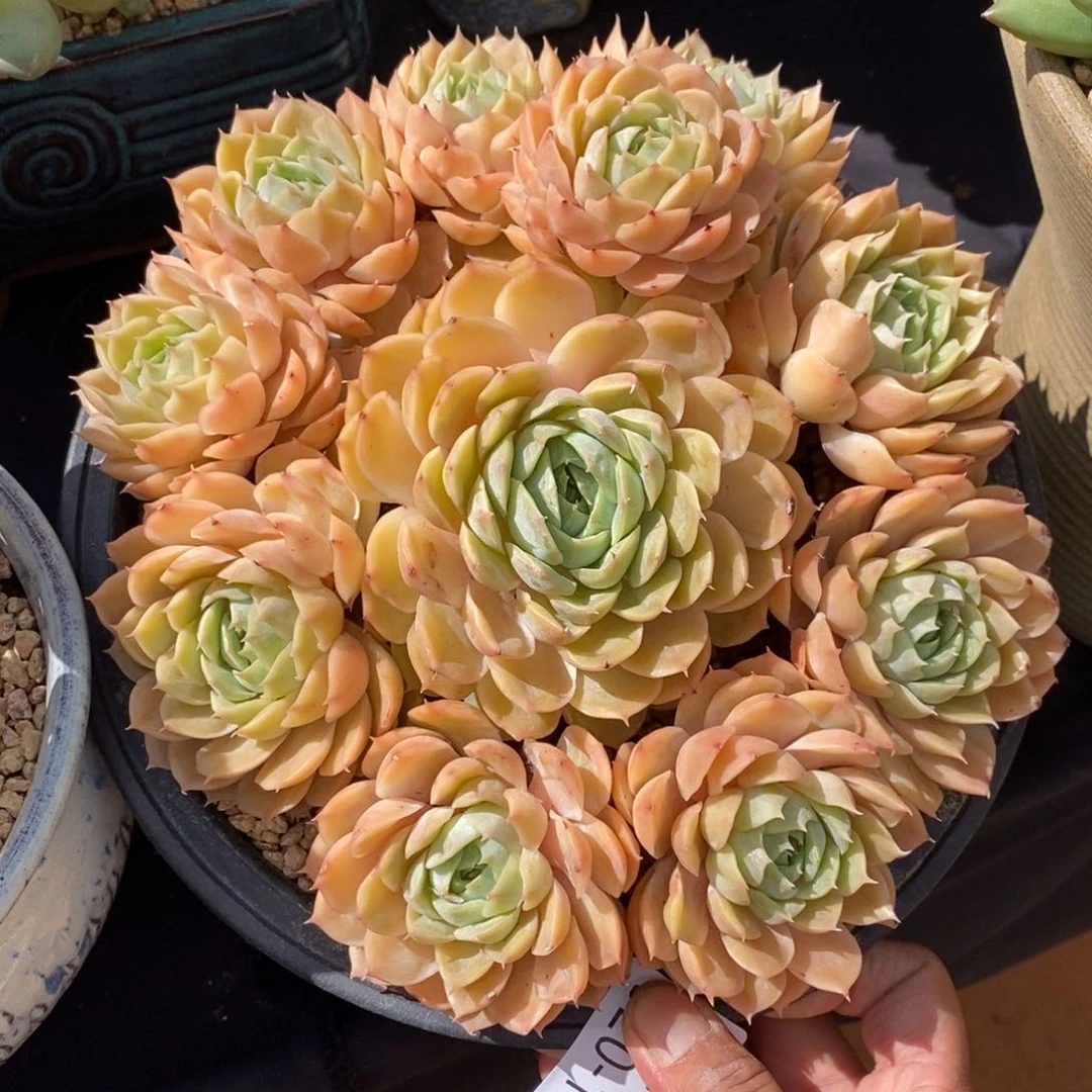 肖*?勿秒拍秒退 920-104昂斯诺