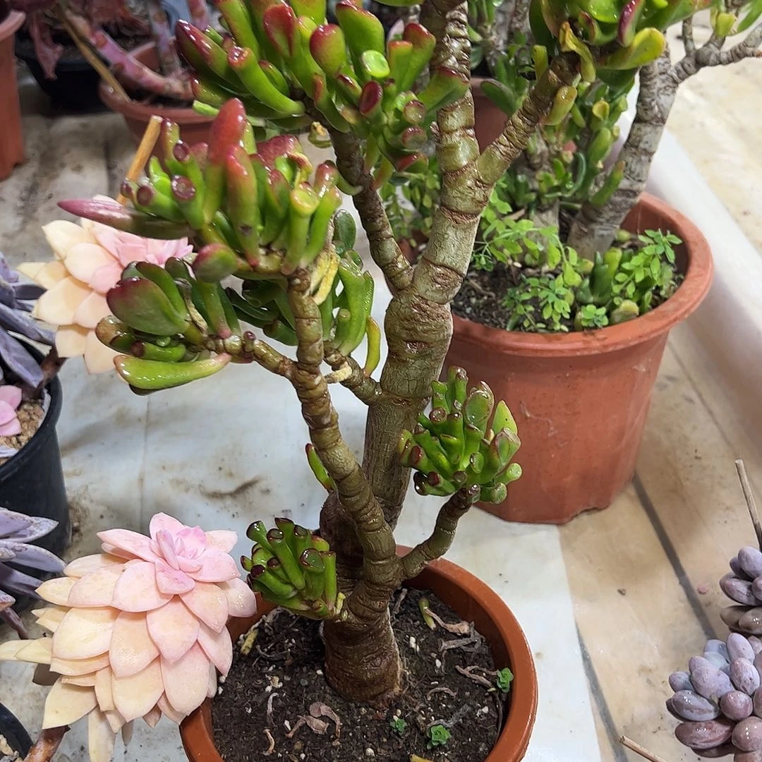 吸财树老桩多肉植物