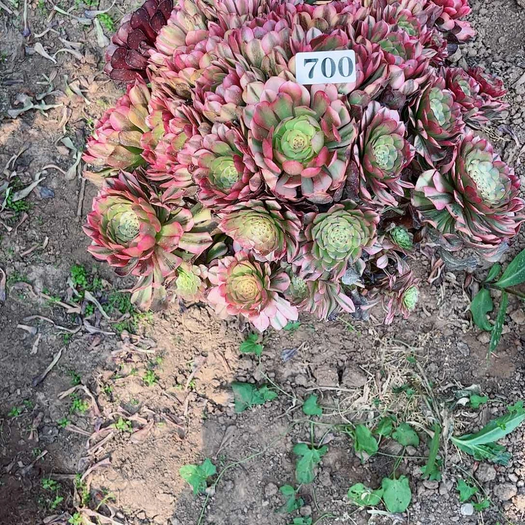 多肉植物700多肉