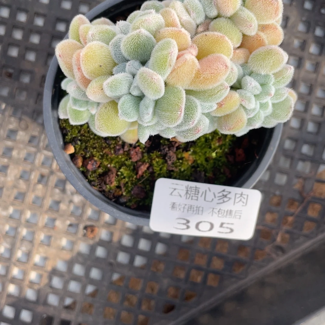 云糖心多肉植物305