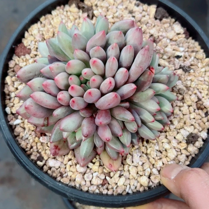 精品多肉植物老桩