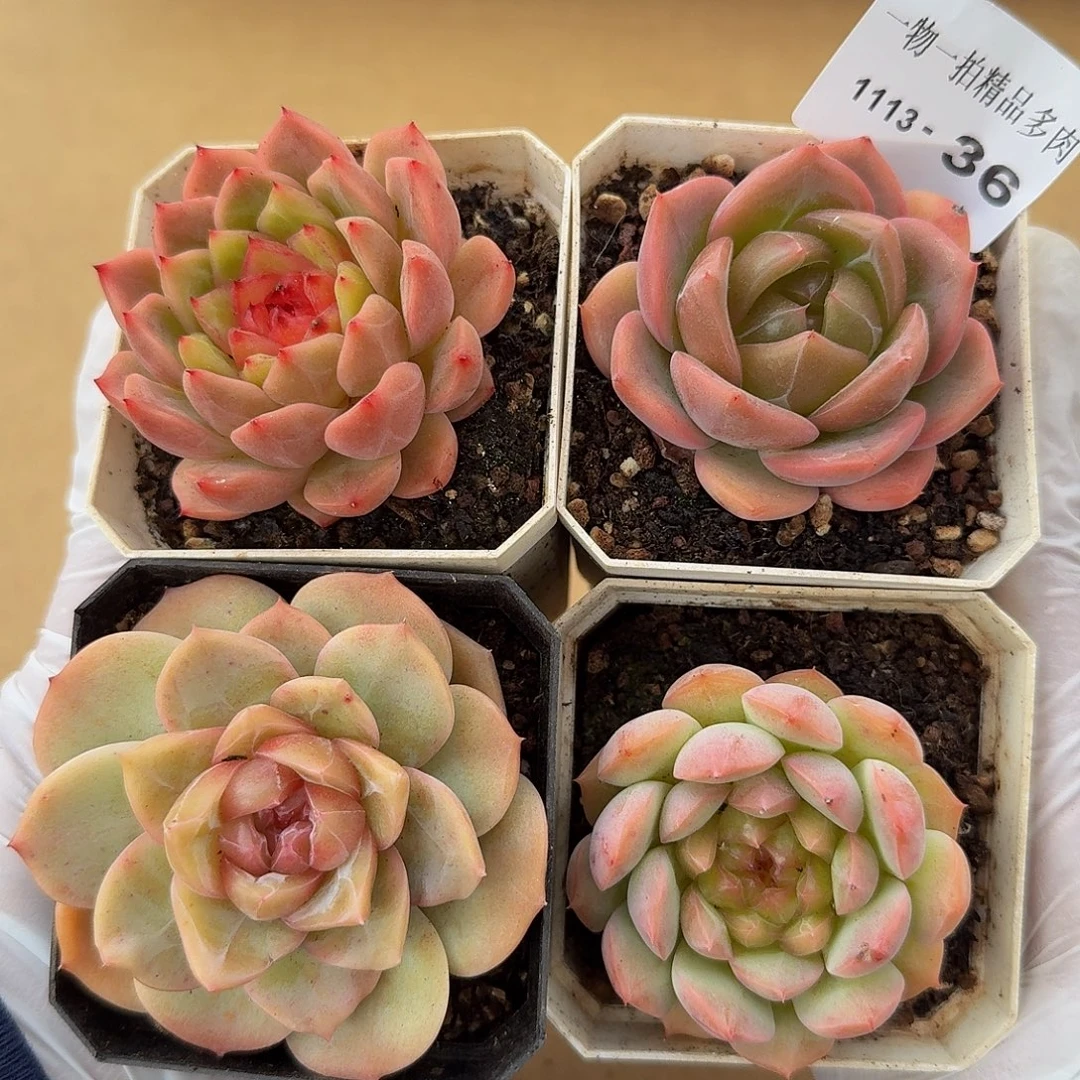 1113-36多肉四颗组合
