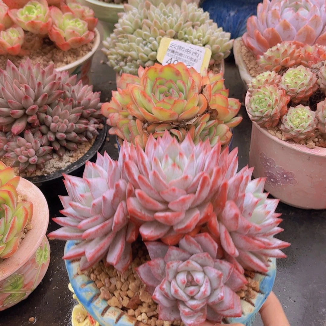 4043粉蓝无砍，多肉植物