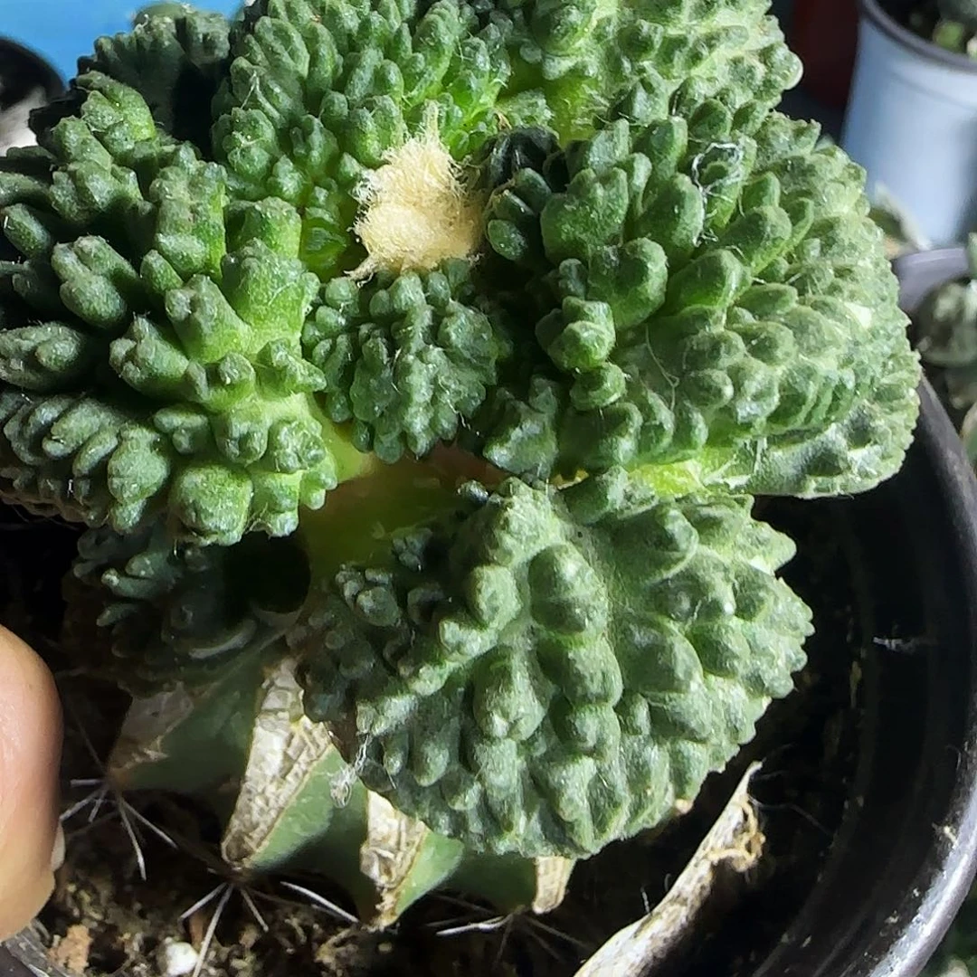 哥怒071。    仙人球