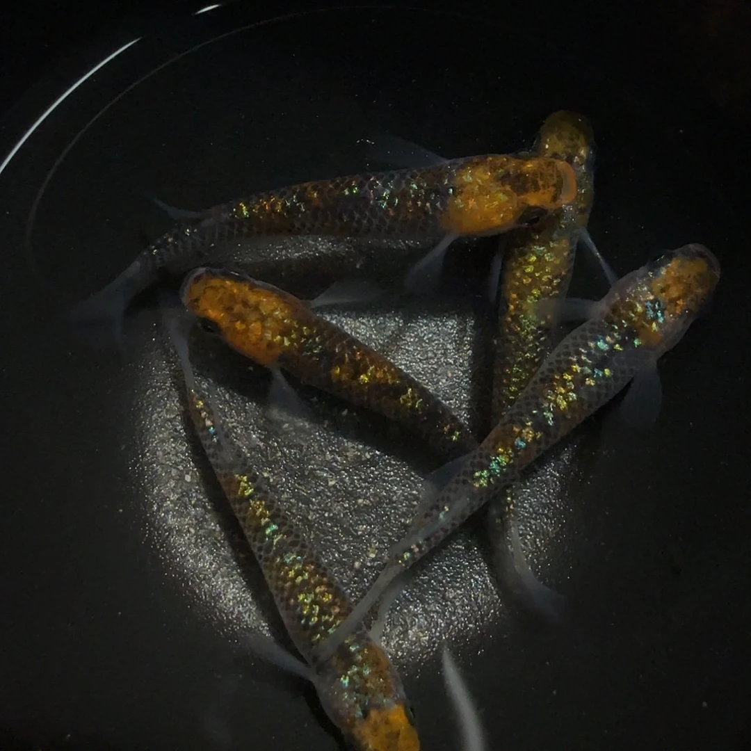 青鳉鱼005尤利西斯一碗