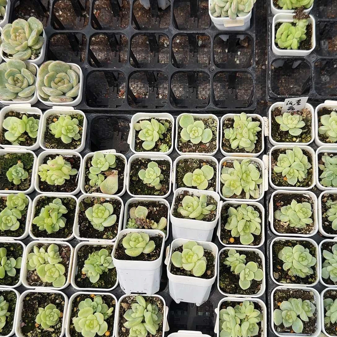 纸鸢状态盆一个满25包邮