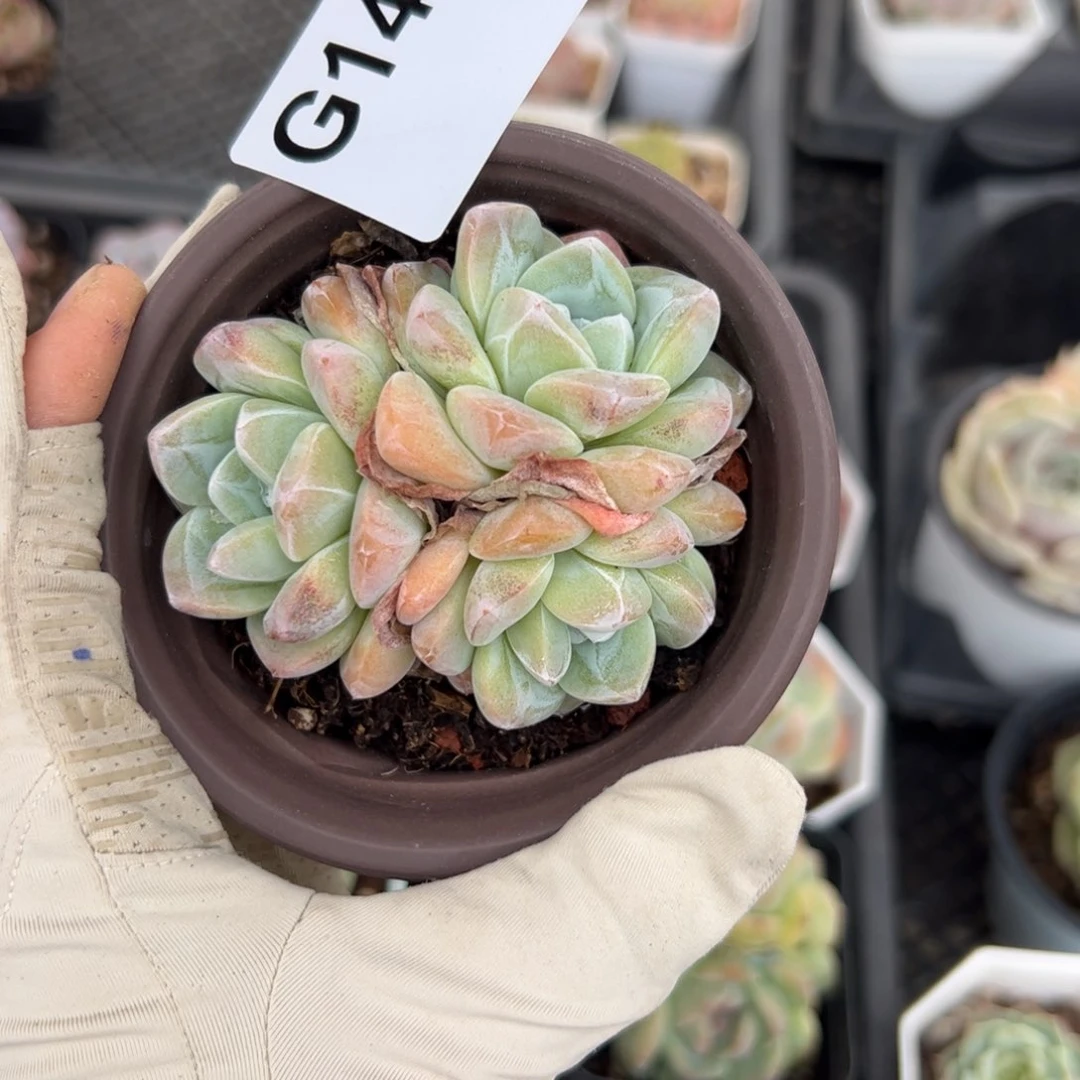 快****?130 多肉植物组合盆栽