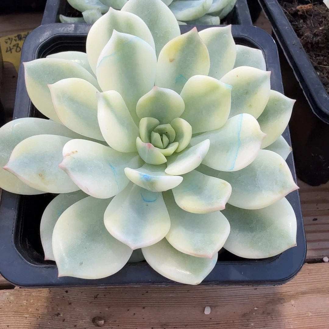 格林 安吉园艺锦锦