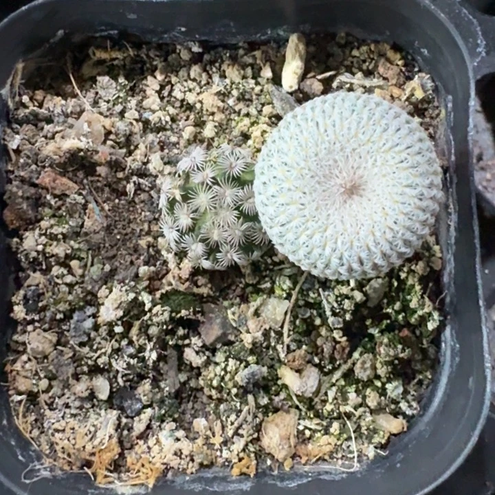 一盆实生仙人球 月加克