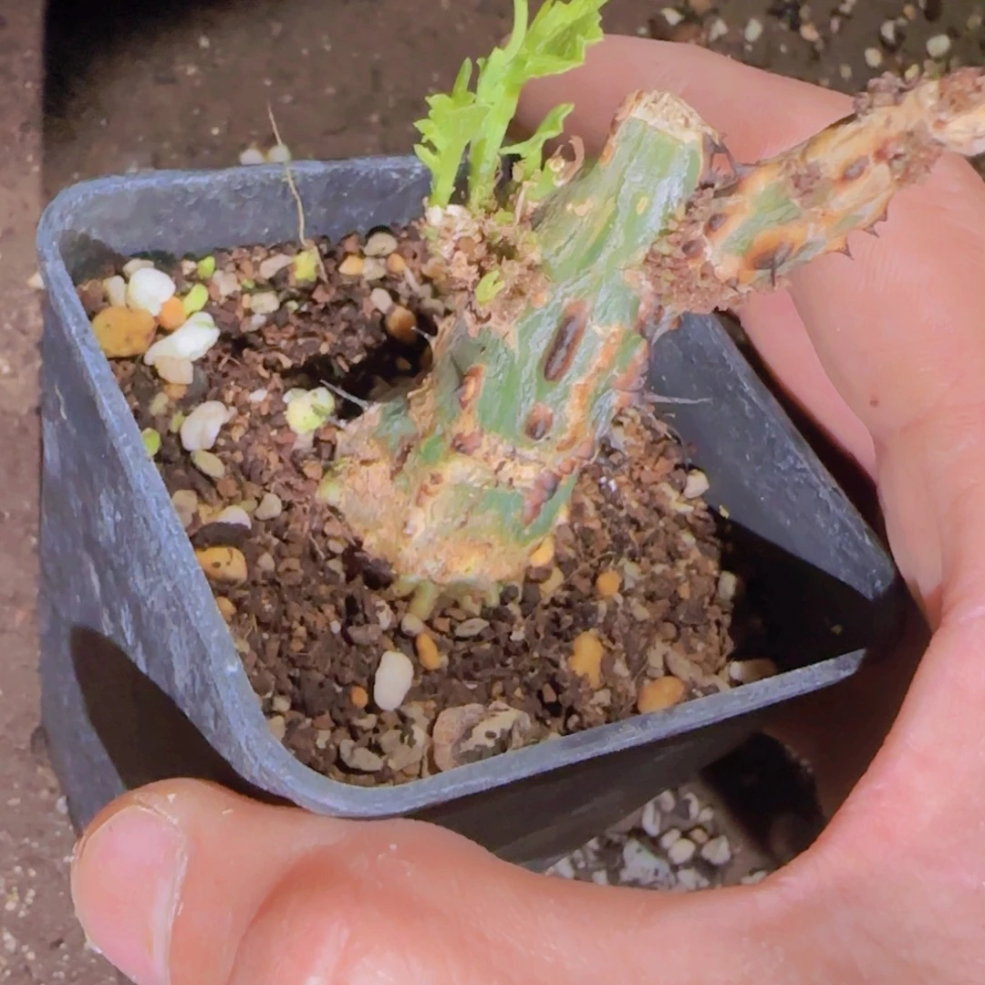 ****鱼块根植物块根植物