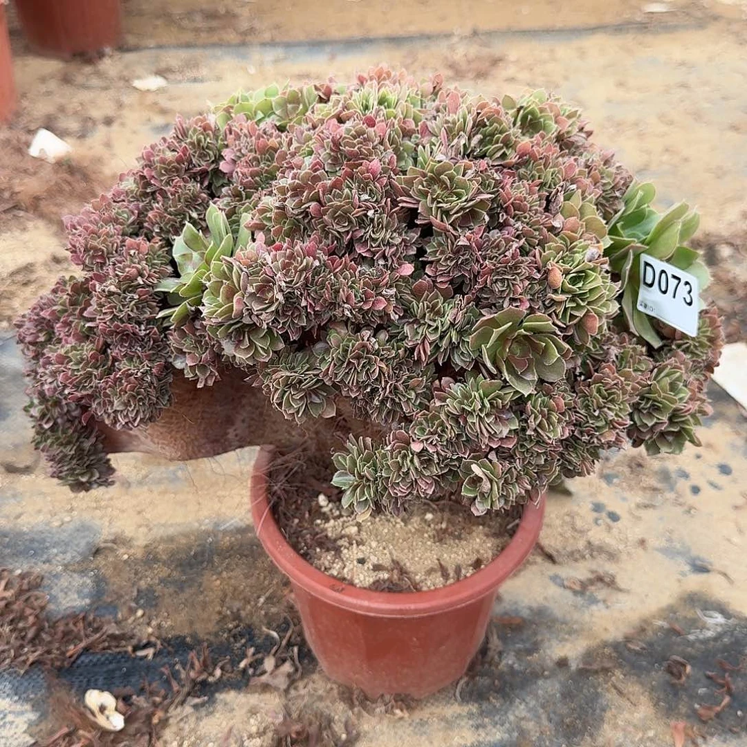 073玫瑰朵朵一颗牙呀