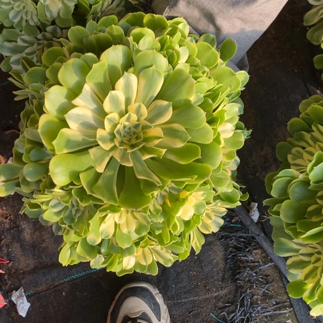 辛尼亚多肉1648号多肉