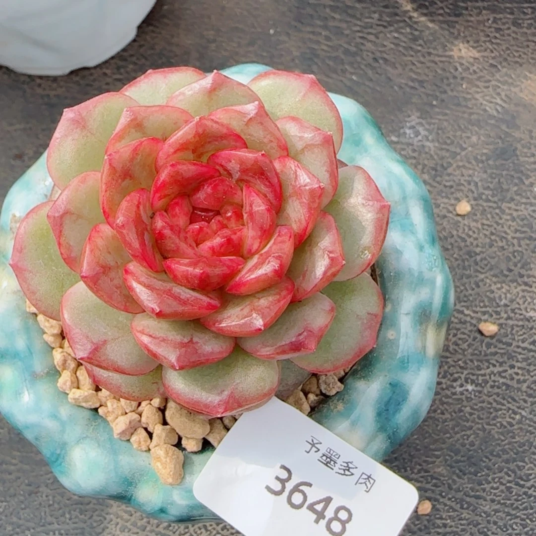 雪色玛丽，3648多肉植物