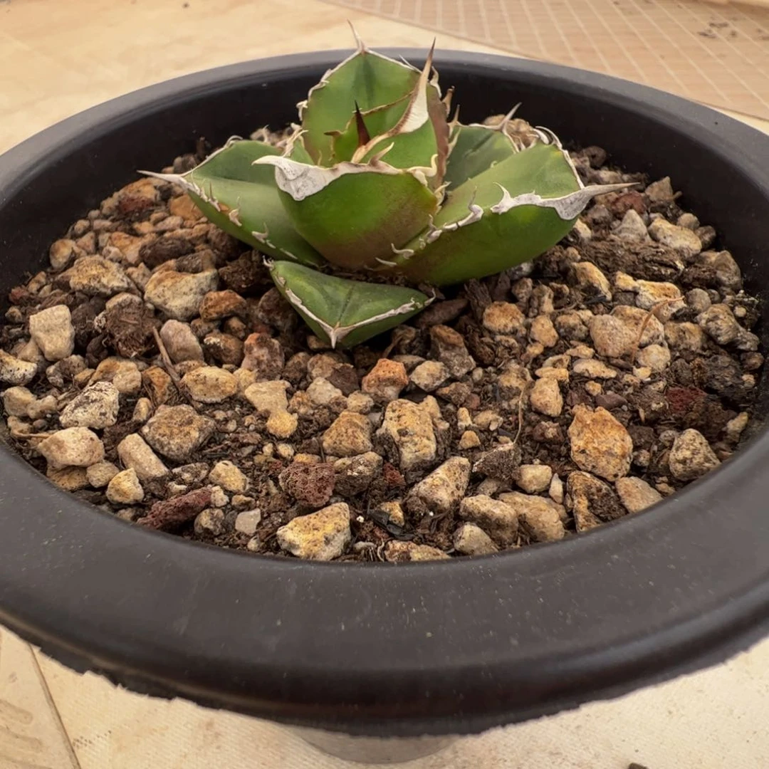 仁王冠大白鲨666