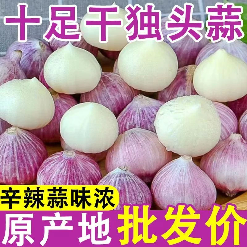 【十足干】2025紫皮独头蒜农家紫皮独蒜批发2025年圆头蒜包邮