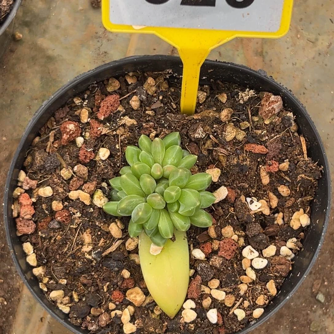 多肉植物领航员群920