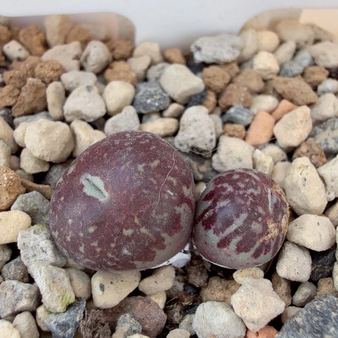 MSG3170 长流水 1-3-L21