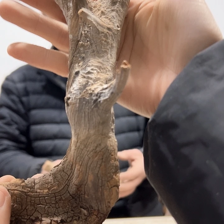 柏木古**香我们都是好孩子呀我