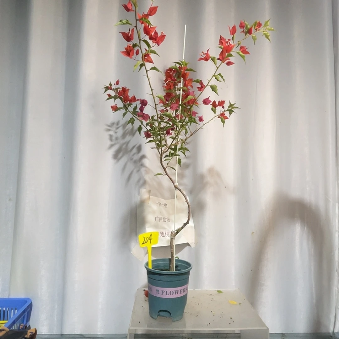 当前无花栽培后可以开花204热火桑巴细杆高飘款