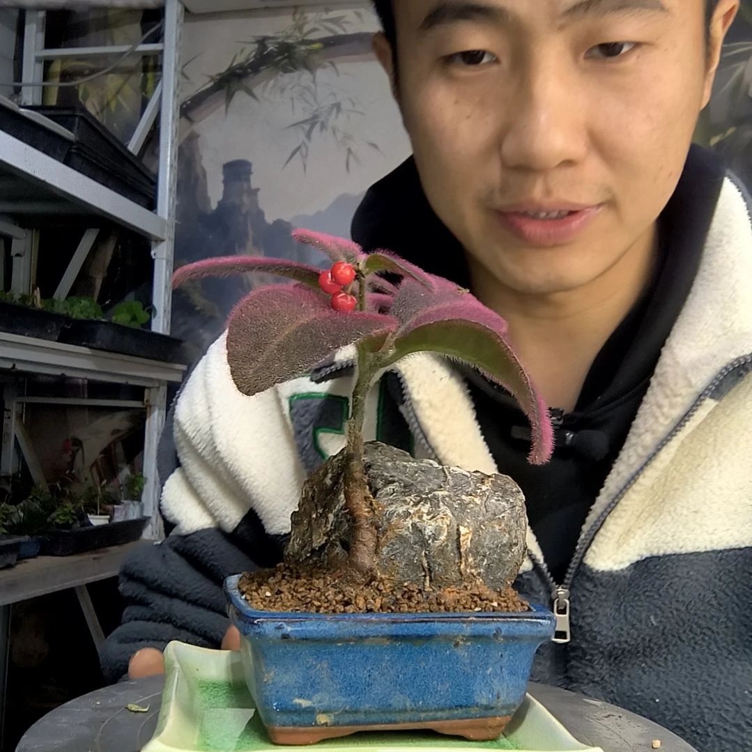 x*m中青园艺一物一拍498