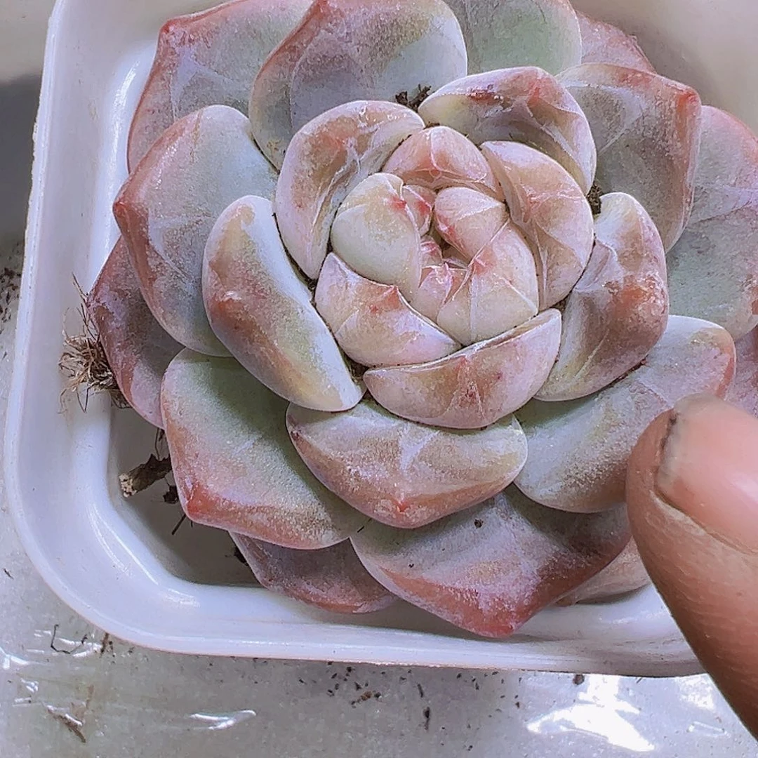 单头刚毅19包邮多肉植物