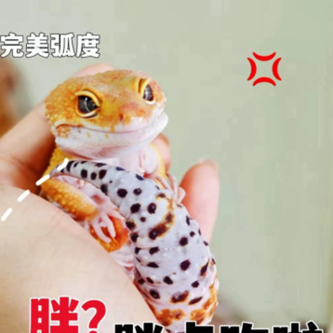 【适合新手】温顺豹纹守宫入门级爬宠适合懒人饲养
