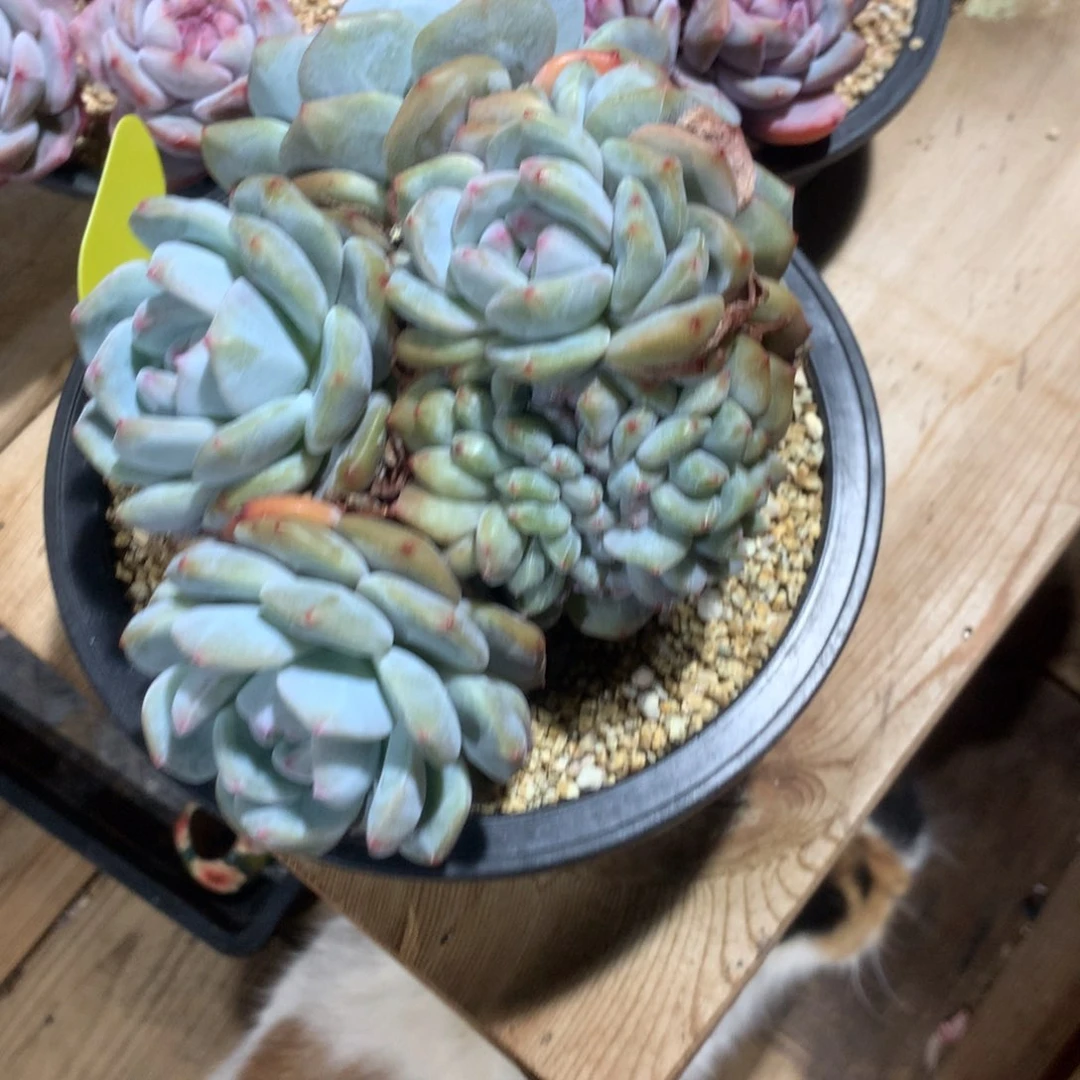 ?****?左眼跳突尼斯发货多肉