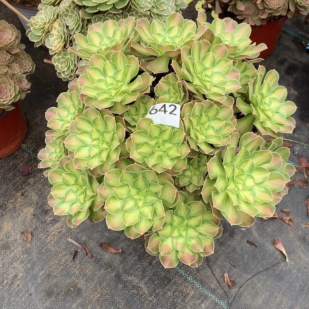 642.韶华多肉植物