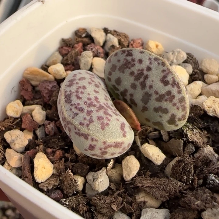 花蛋水泡多肉植物水泡