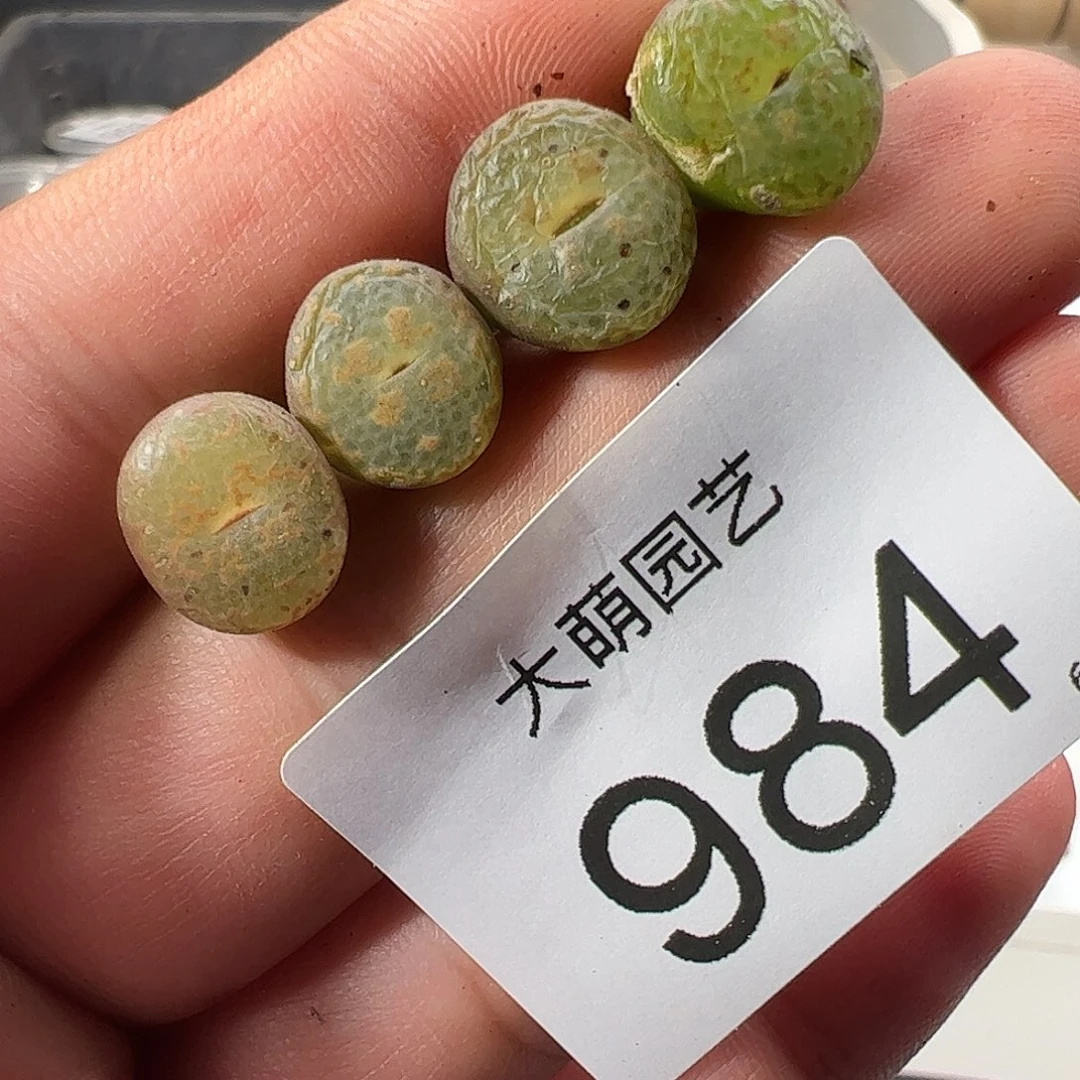 0000984量拍以下1颗