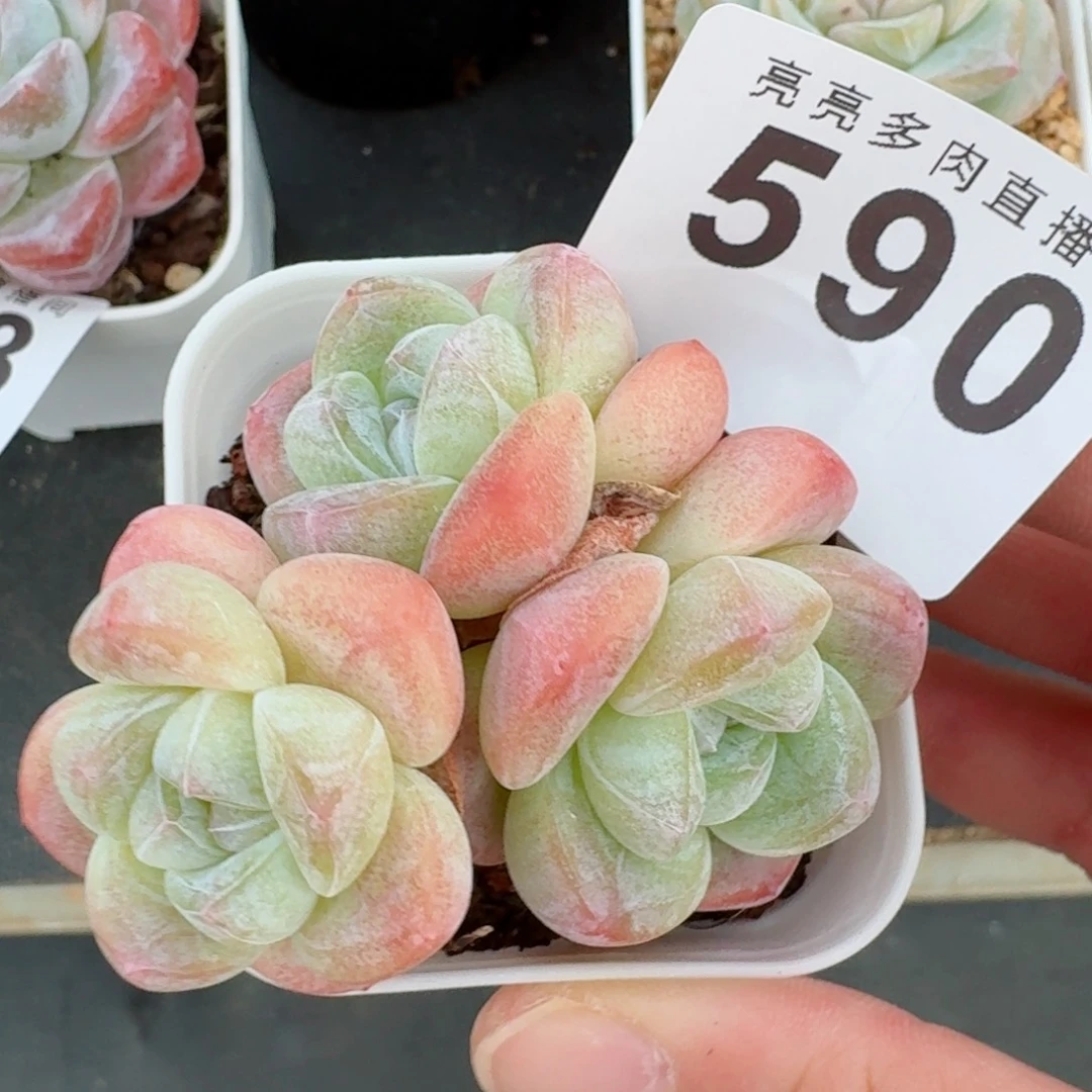 冰玉群生            精美多肉植物