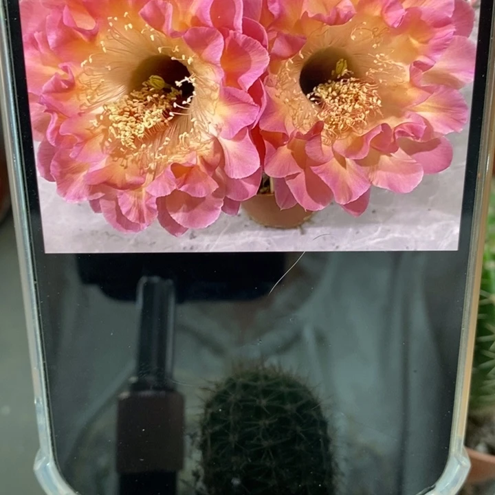 香香小桃红侧芽3公分左右