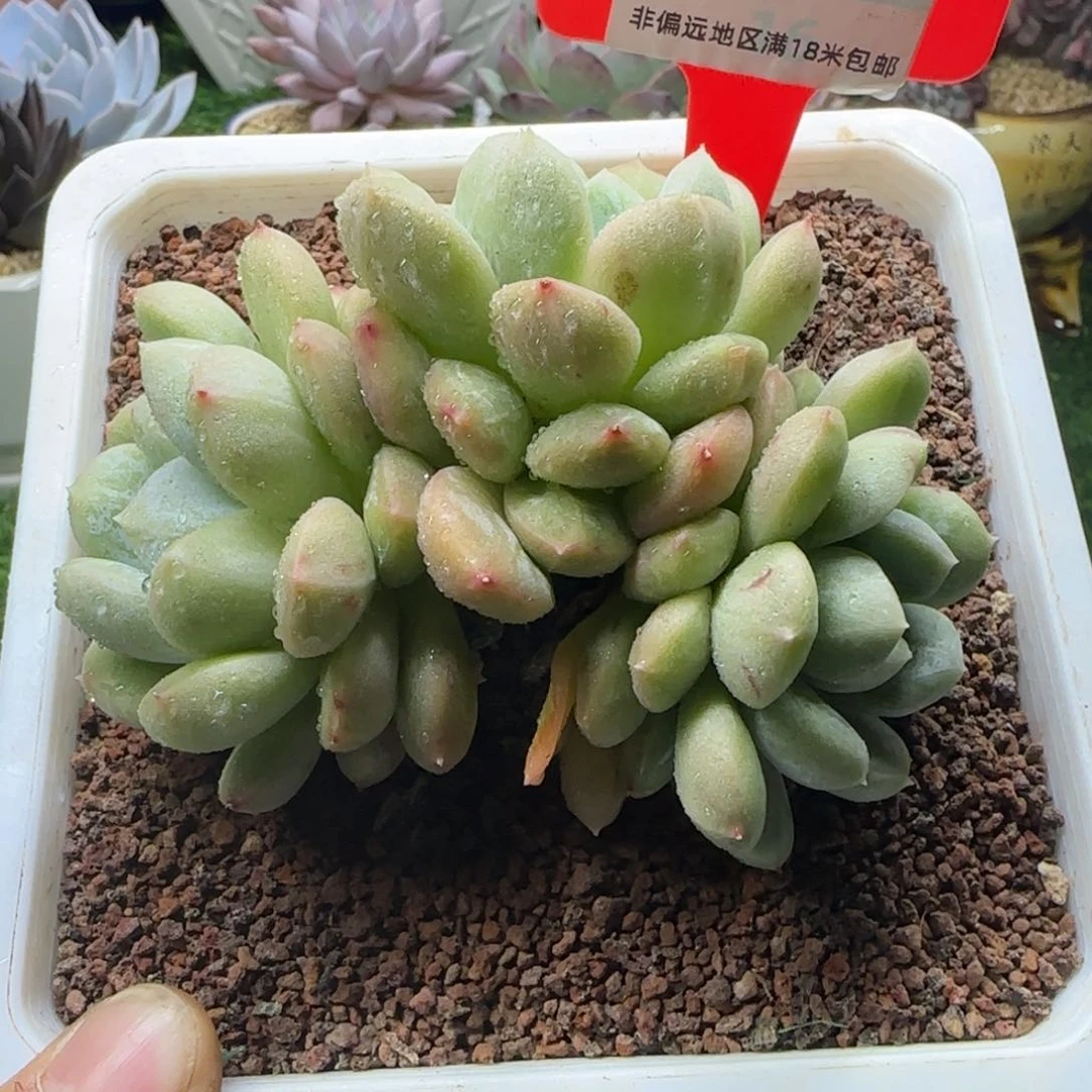 解忧多肉植物编号26