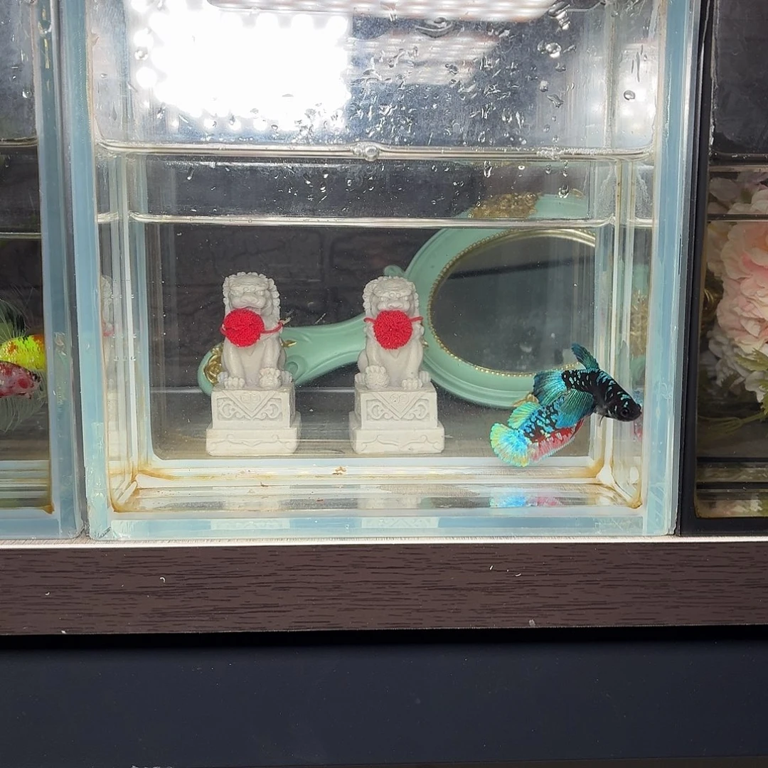 斗鱼暗黑半月母鱼