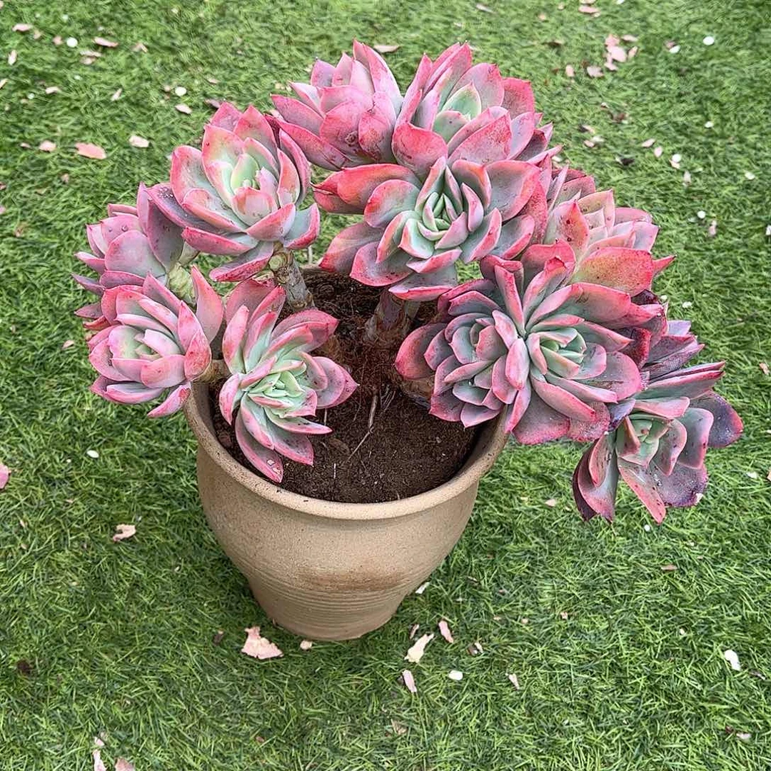 万**张绮罗多肉植物精华30