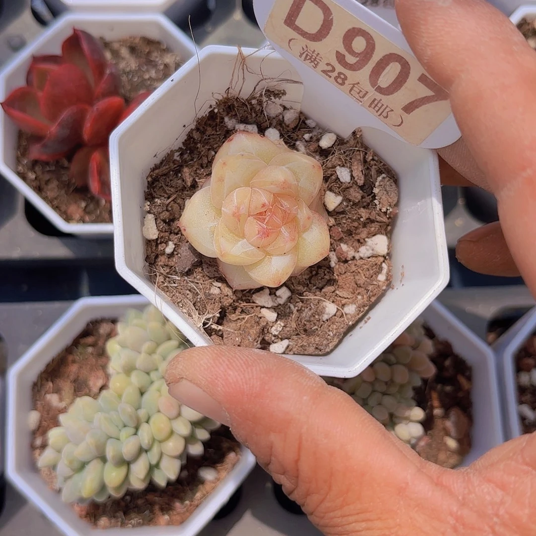 D907珍妮一物一拍