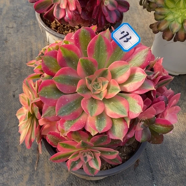 173粉女巫多肉法师