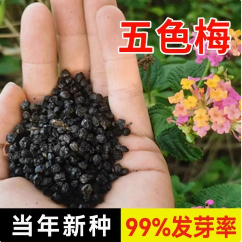 五色梅种子五彩花五雷丹五色绣球四季庭院春夏季驱蚊马樱丹种籽孑