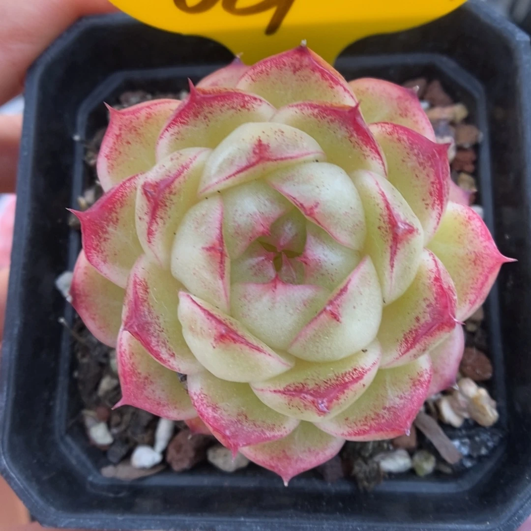 菠萝蜜麦秆可拍689号。