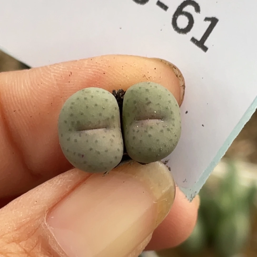 8-61奶油嘴多肉植物