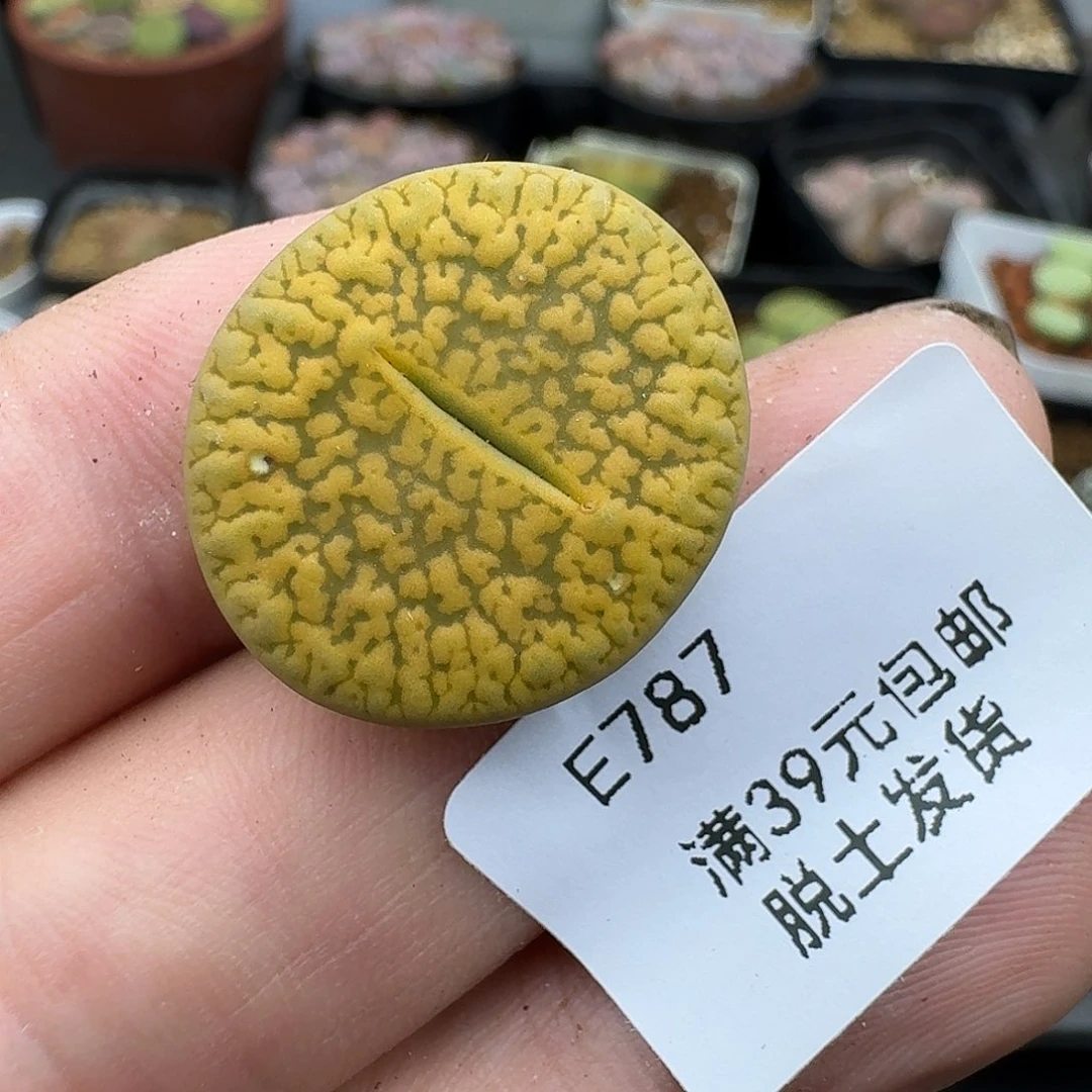 蛋***蛋787哈哈哈哈哈哈哈哈