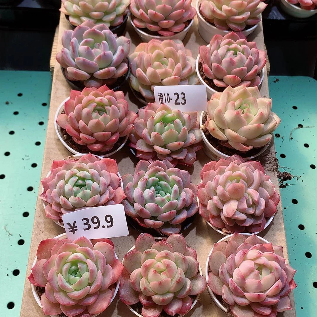 10-23一物一拍带盆18颗