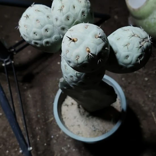 ໑****白皮习志野一物一拍