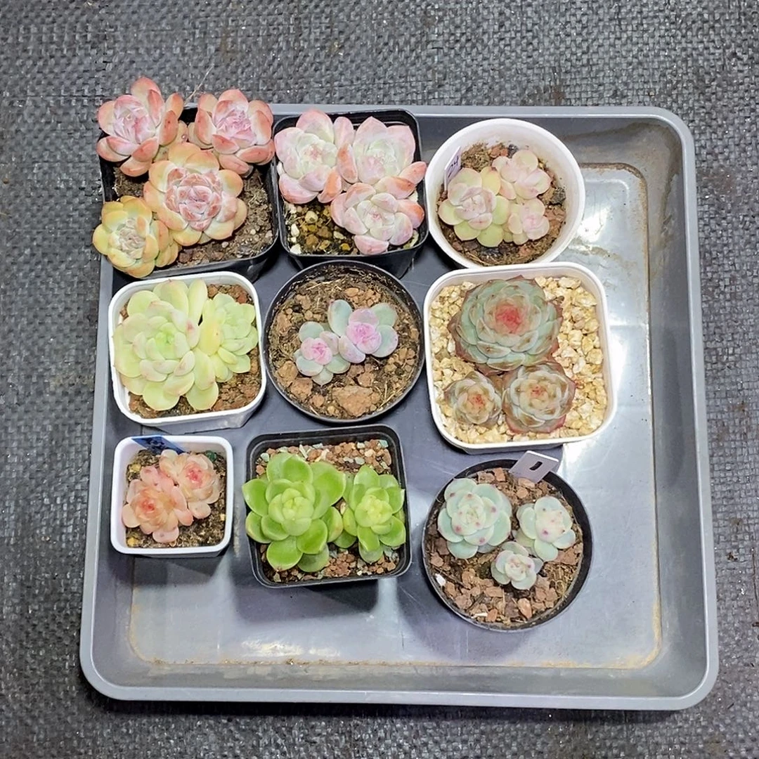 一筐7颗多肉植物哈哈哈