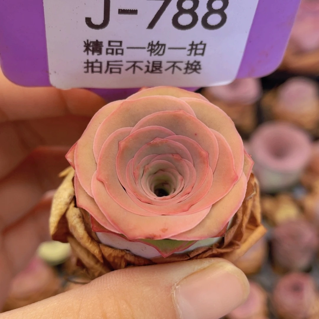 山地玫瑰J788满38包邮裸根发货