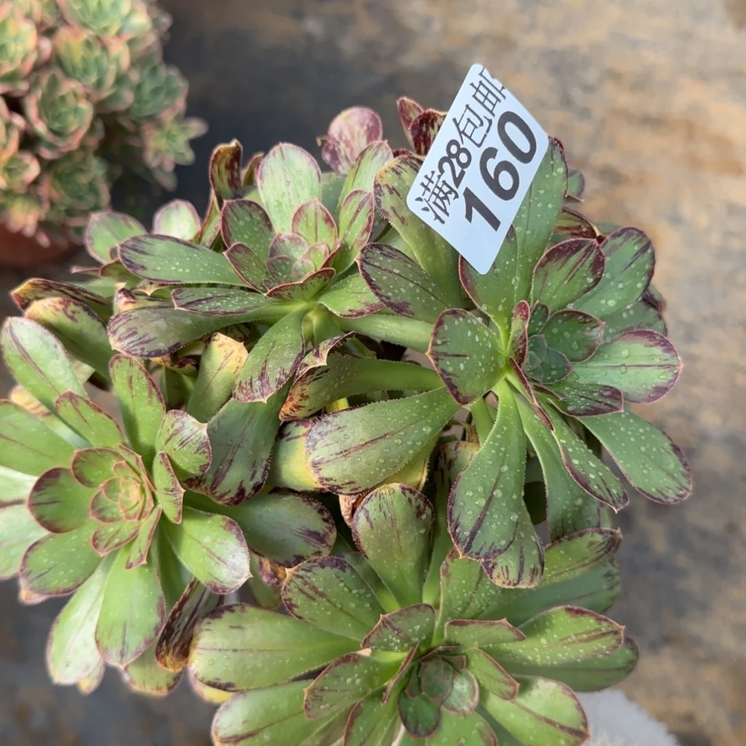 V锦多肉160满28包邮断枝不包