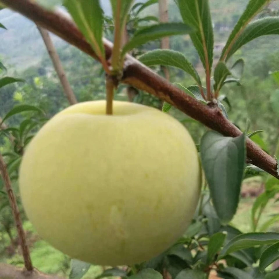 贵州高山农家自种正宗蜂糖李当季孕妇新鲜水果非青脆李五月脆包邮